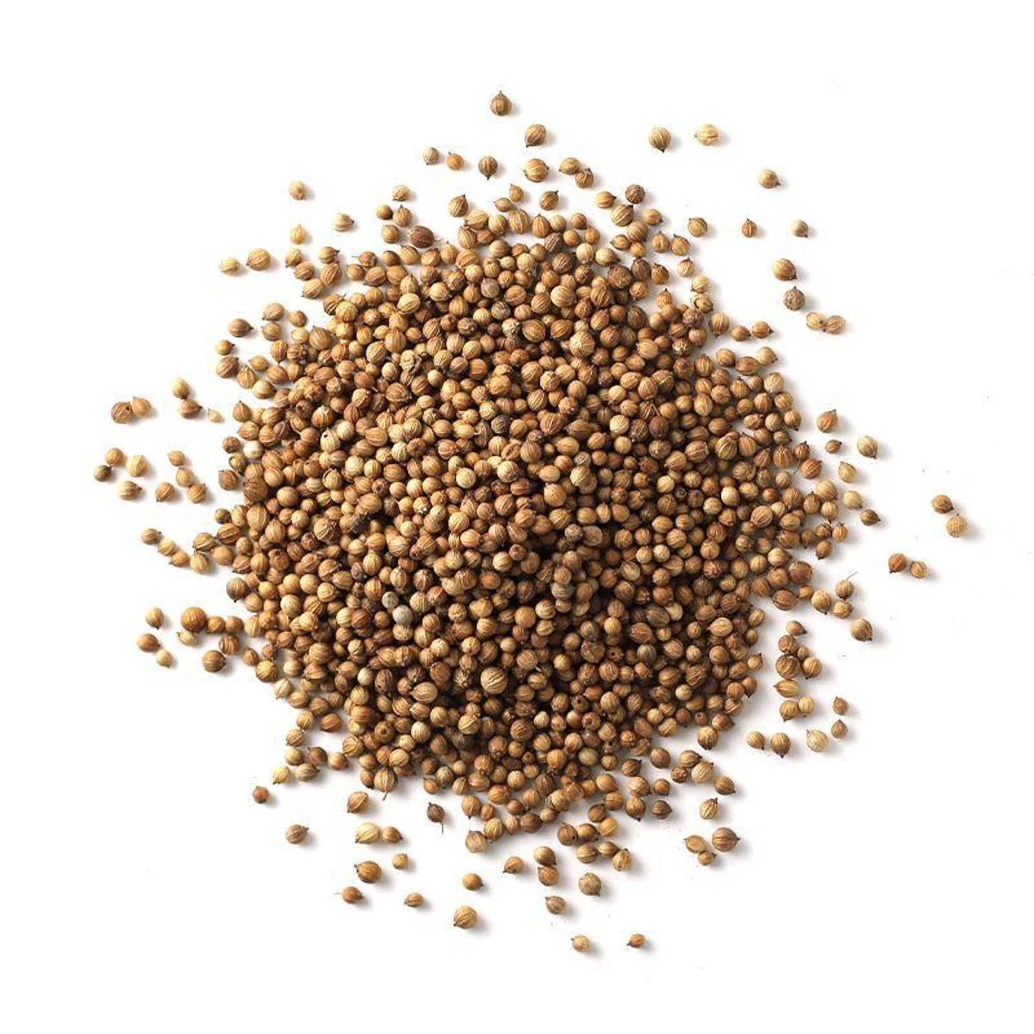 Whole coriander seeds